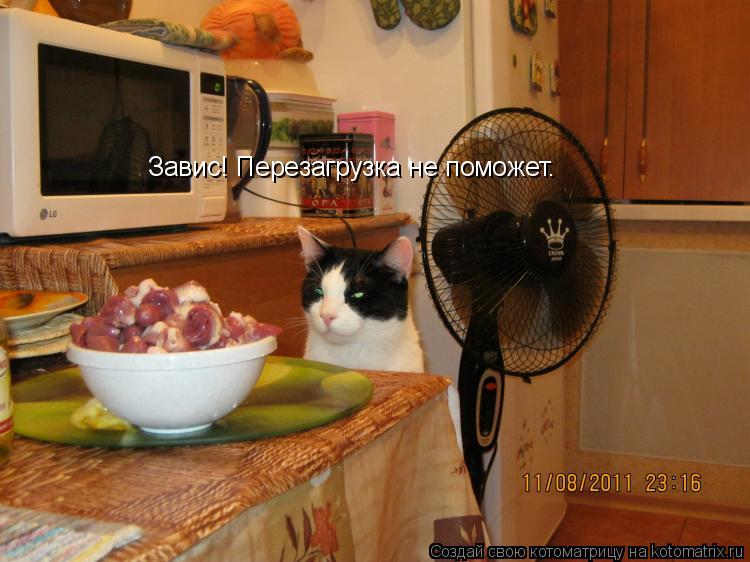 Завис! Перезагрузка не поможет.... Котоматрица: Завис! Перезагрузка не поможет.