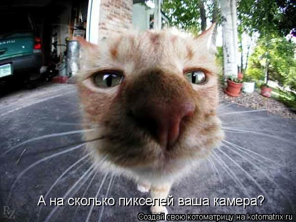 А на сколько пикселей ваша камера?... Котоматрица: А на сколько пикселей ваша камера?