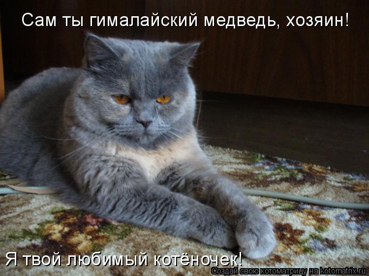 Сам ты гималайский медведь, хозяин! Я твой любимый котёночек!... Котоматрица: Сам ты гималайский медведь, хозяин! Я твой любимый котёночек!