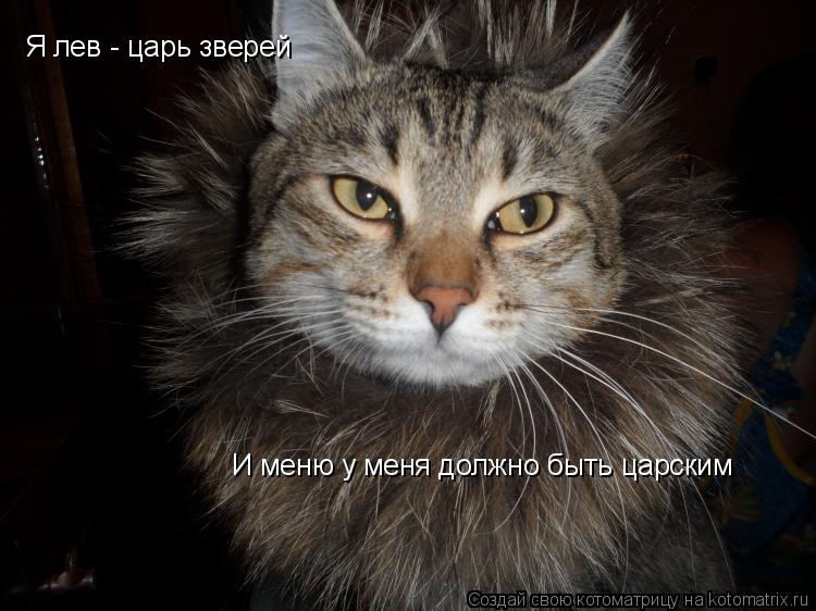 И меню у меня должно быть царским Я лев - царь зверей... Котоматрица: И меню у меня должно быть царским Я лев - царь зверей