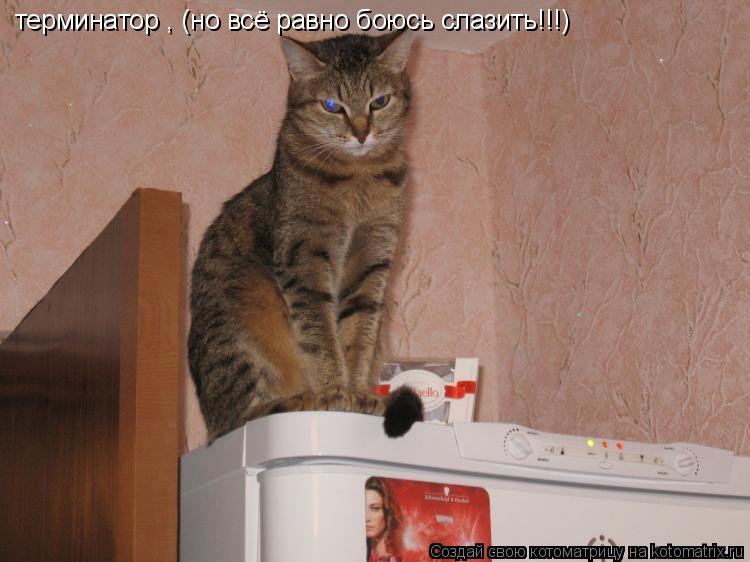 Котоматрица: терминатор , (но всё равно боюсь слазить!!!)