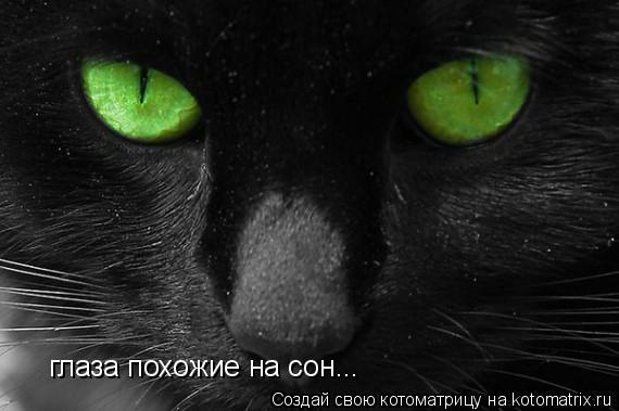 глаза похожие на сон...... Котоматрица: глаза похожие на сон...