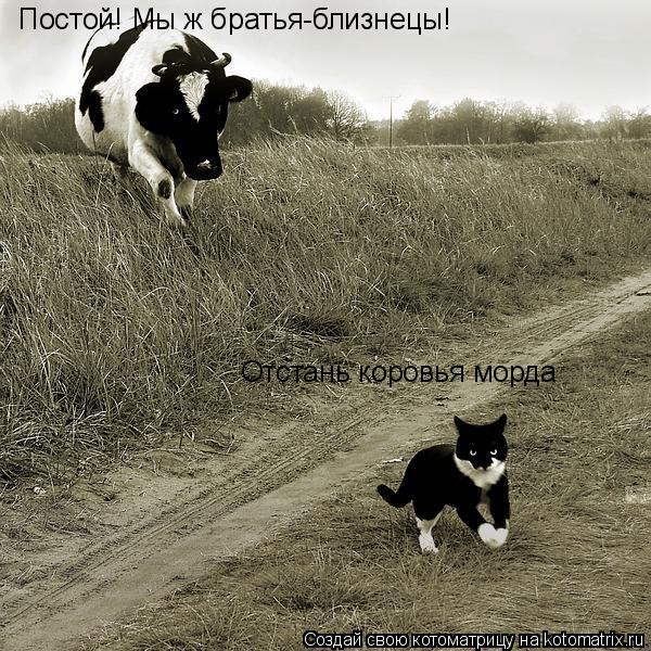 Котоматрица: Постой! Мы ж братья-близнецы! Отстань коровья морда
