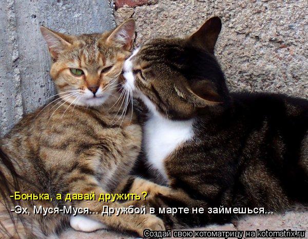 -Бонька, а давай дружить? -Эх, Муся-Муся... Дружбой в марте не займешься...... Котоматрица: -Бонька, а давай дружить? -Эх, Муся-Муся... Дружбой в марте не займешься...