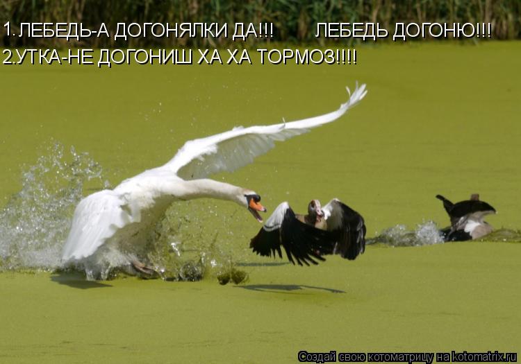 ЛЕБЕДЬ-А ДОГОНЯЛКИ ДА!!! УТКА-НЕ ДОГОНИШ ХА ХА ТОРМОЗ!!!! 1. 2. ЛЕБЕДЬ ДОГОНЮ!!!... Котоматрица: ЛЕБЕДЬ-А ДОГОНЯЛКИ ДА!!! УТКА-НЕ ДОГОНИШ ХА ХА ТОРМОЗ!!!! 1. 2. ЛЕБЕДЬ ДОГОНЮ!!!