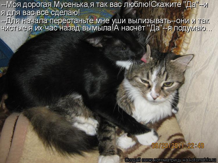 --Моя дорогая Мусенька,я так вас люблю!Скажите "Да"--и я для вас всё сделаю! --Для начала перестаньте... Котоматрица: --Моя дорогая Мусенька,я так вас люблю!Скажите "Да"--и я для вас всё сделаю! --Для начала перестаньте мне уши вылизывать--они и так чистые,я их ч