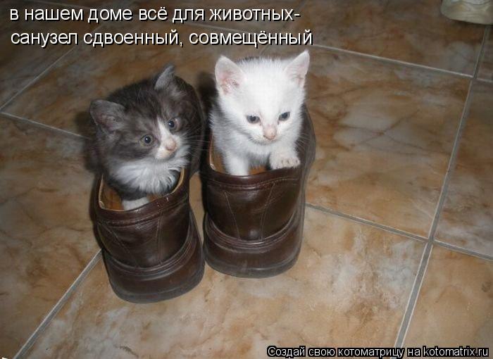 Котоматрица: в нашем доме всё для животных- санузел сдвоенный, совмещённый