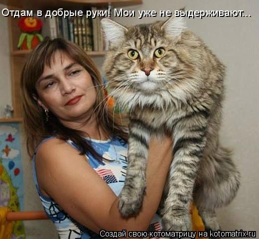 Котоматрица: Отдам в добрые руки! Мои уже не выдерживают... Отдам в добрые руки! Мои уже не выдерживают...
