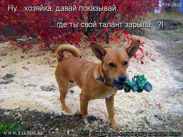Ну...,хозяйка, давай показывай... ...где ты свой талант зарыла...?!... Котоматрица: Ну...,хозяйка, давай показывай... ...где ты свой талант зарыла...?!