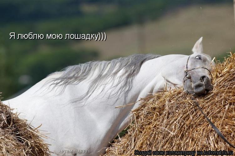 Котоматрица: Я люблю мою лошадку)))