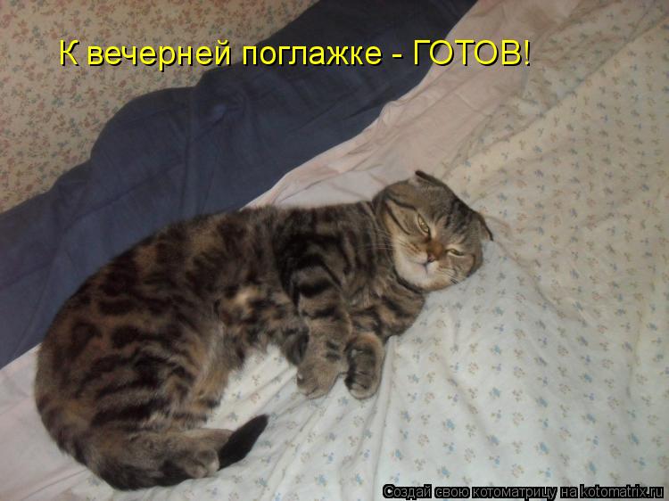 К вечерней поглажке - ГОТОВ!... Котоматрица: К вечерней поглажке - ГОТОВ!