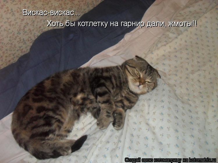 Котоматрица: Вискас-вискас...  Хоть бы котлетку на гарнир дали, жмоты!!