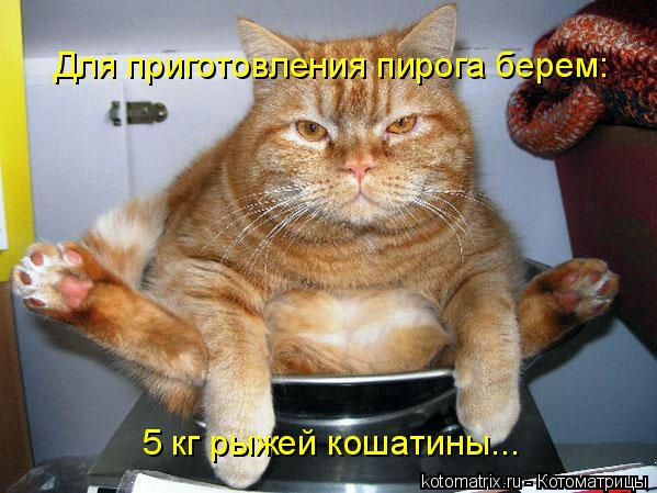 Котоматрица: Для приготовления пирога берем: 5 кг рыжей кошатины...