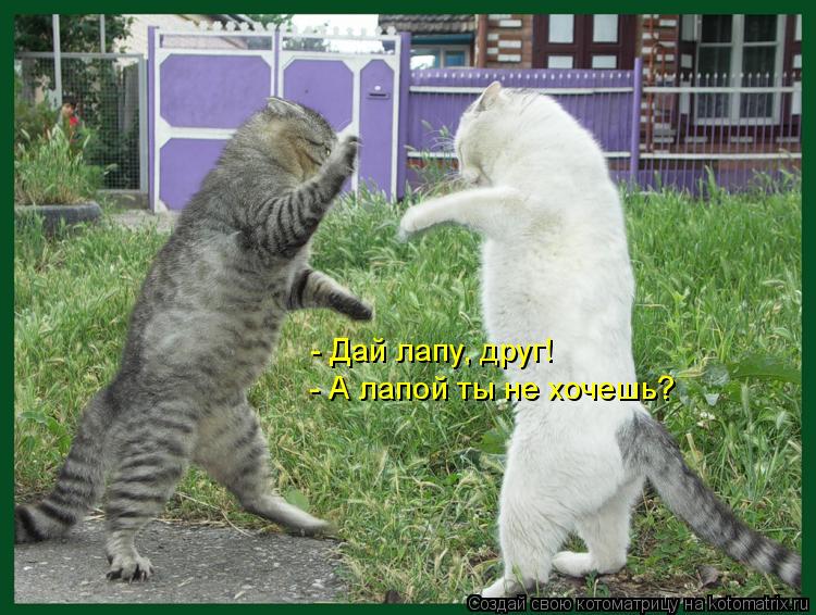 Котоматрица: - Дай лапу, друг! - А лапой ты не хочешь?