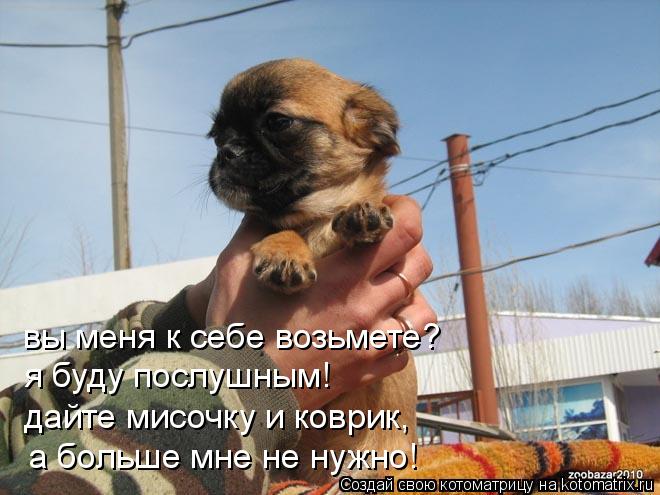 Котоматрица: вы меня к себе возьмете? я буду послушным! дайте мисочку и коврик, а больше мне не нужно!