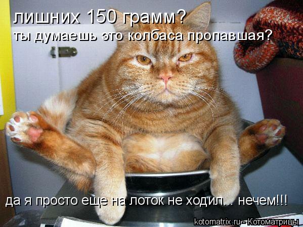 Котоматрица: лишних 150 грамм? ты думаешь это колбаса пропавшая? да я просто еще на лоток не ходил... нечем!!!
