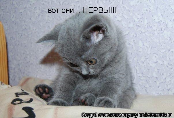 Котоматрица: вот они... НЕРВЫ!!!
