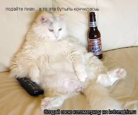 подайте пиво.. а то эта бутыль кончиласьь... Котоматрица: подайте пиво.. а то эта бутыль кончиласьь