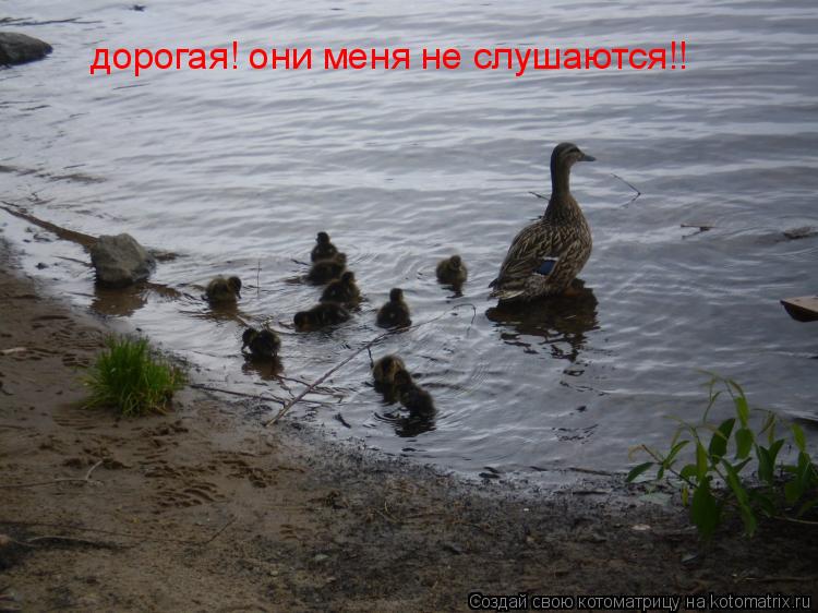 Котоматрица: дорогая! они меня не слушаются!!