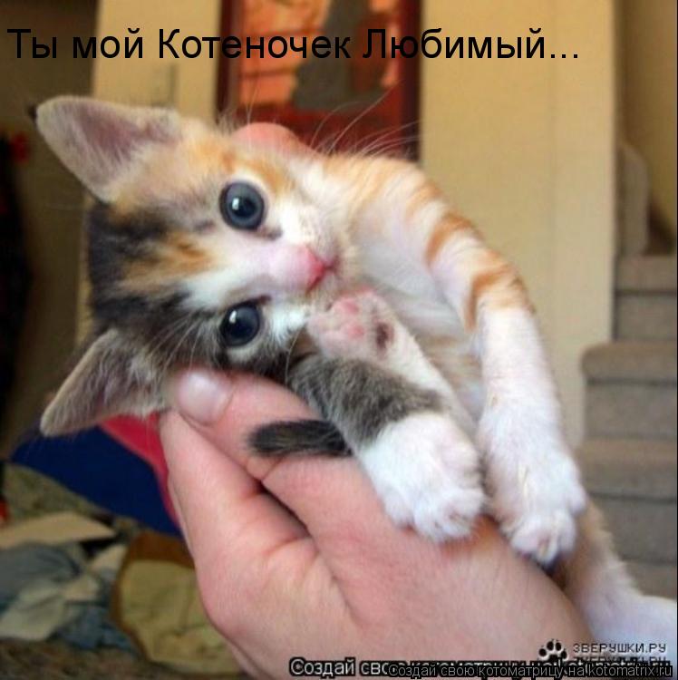 Котоматрица: Ты мой Котеночек Любимый...