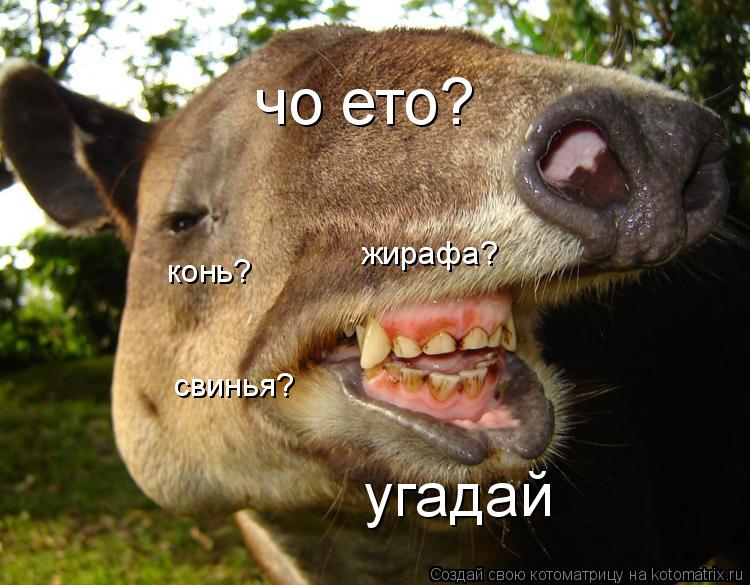 Котоматрица: чо ето? угадай конь? жирафа? свинья?
