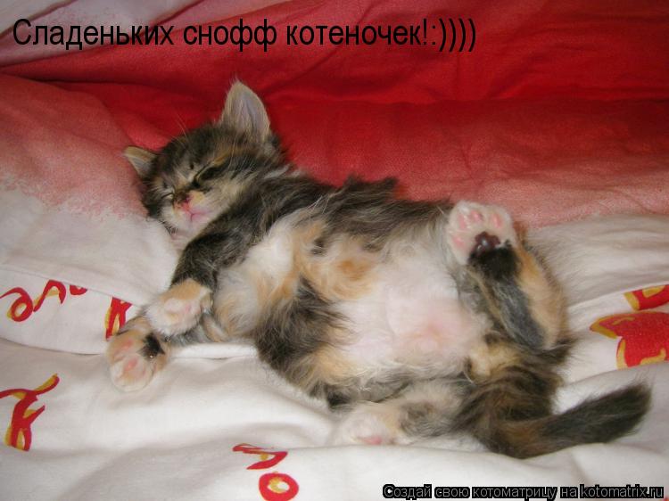 Сладеньких снофф котеночек!:))))... Котоматрица: Сладеньких снофф котеночек!:))))