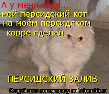 Котоматрица: А у меня горе ... мой персидский кот  на моём персидском   ковре сделал  ПЕРСИДСКИЙ ЗАЛИВ