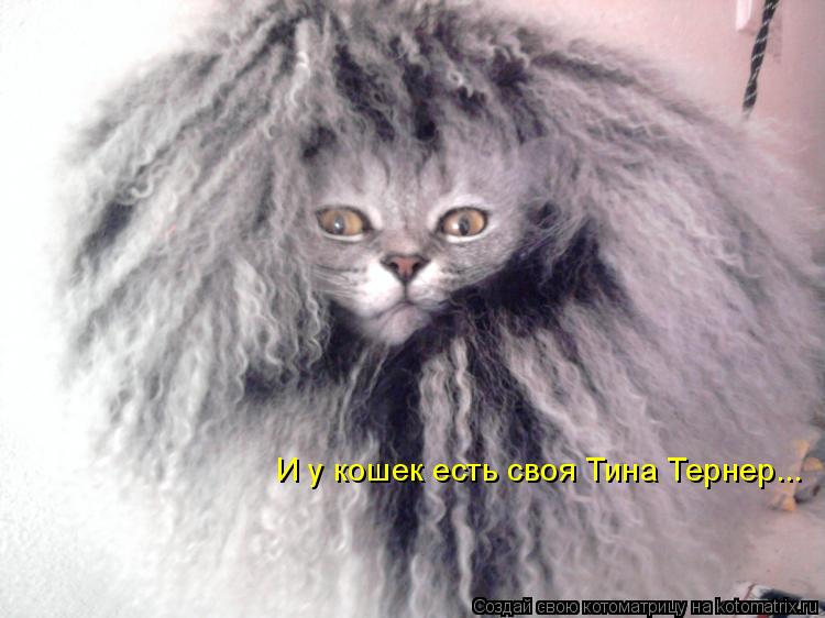 Котоматрица: И у кошек есть своя Тина Тернер...