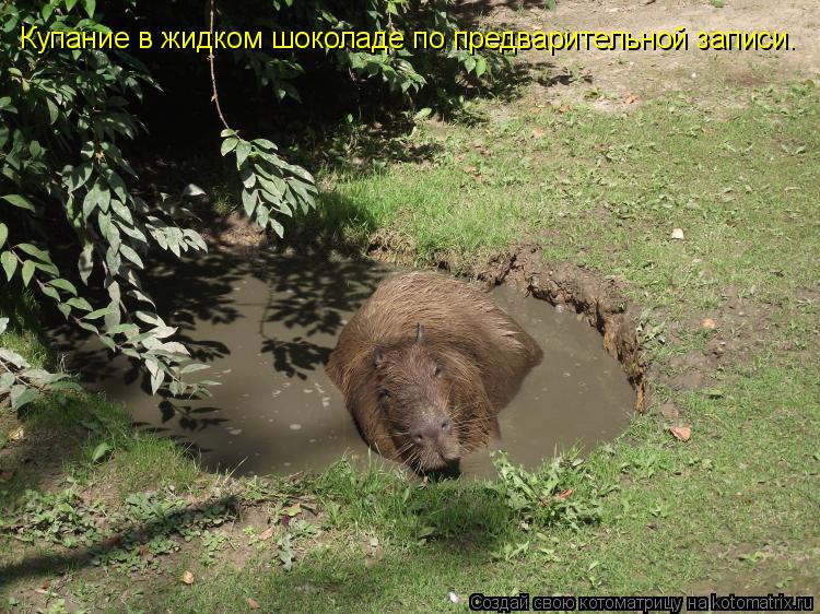 Котоматрица: Купание в жидком шоколаде по предварительной записи.