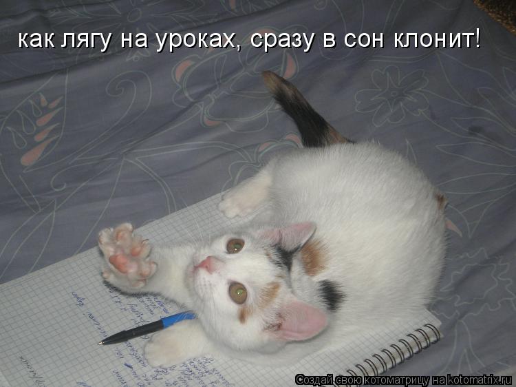 как лягу на уроках, сразу в сон клонит!... Котоматрица: как лягу на уроках, сразу в сон клонит!