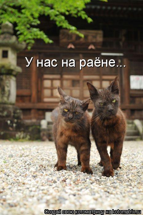 Котоматрица: У нас на раёне...
