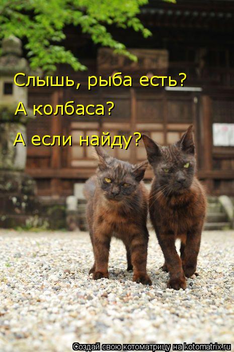 Слышь, рыба есть? А колбаса? А если найду?... Котоматрица: Слышь, рыба есть? А колбаса? А если найду?