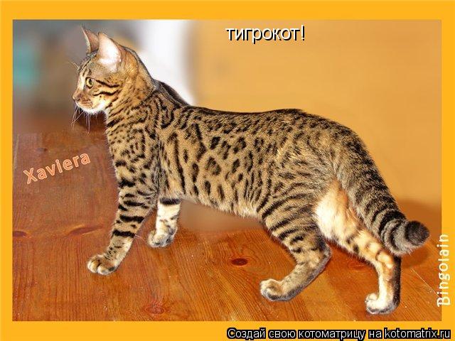 Котоматрица: тигрокот!