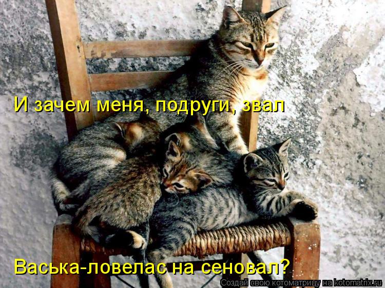Котоматрица: И зачем меня, подруги, звал Васька-ловелас на сеновал?
