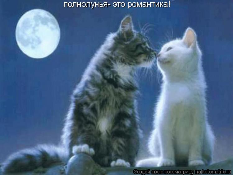 Котоматрица: полнолунья- это романтика!