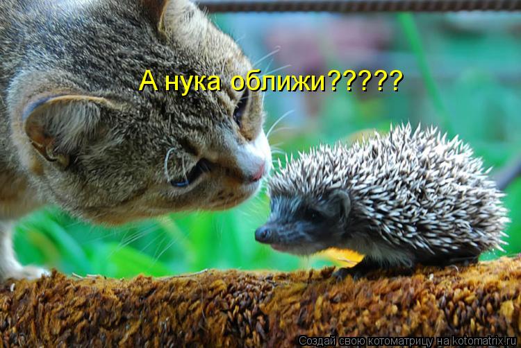 А нука оближи?????... Котоматрица: А нука оближи?????