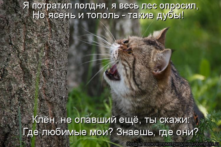 Но ясень и тополь - такие дубы! Я потратил полдня, я весь лес опросил, Клён, не опавший ещё, ты скажи... Котоматрица: Но ясень и тополь - такие дубы! Я потратил полдня, я весь лес опросил, Клён, не опавший ещё, ты скажи: Где любимые мои? Знаешь, где они?