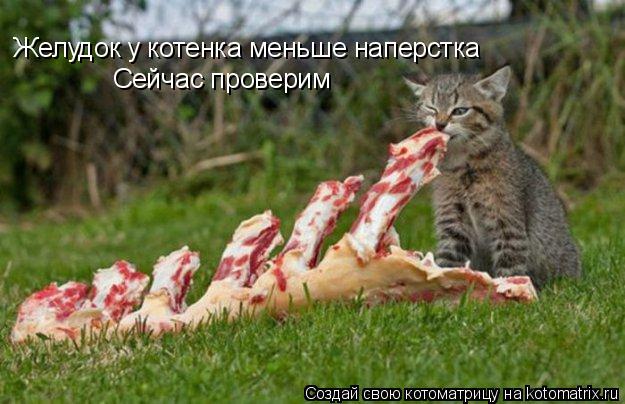 Котоматрица: Желудок у котенка меньше наперстка Сейчас проверим