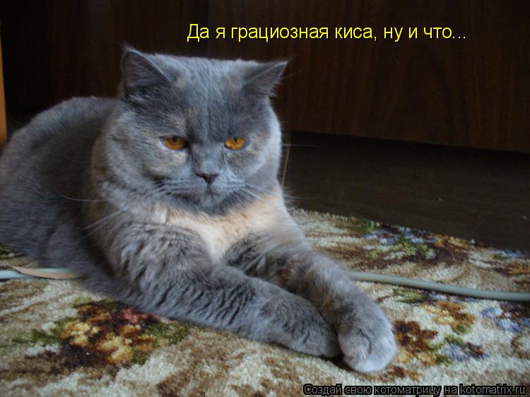 Котоматрица: Да я грациозная киса, ну и что...