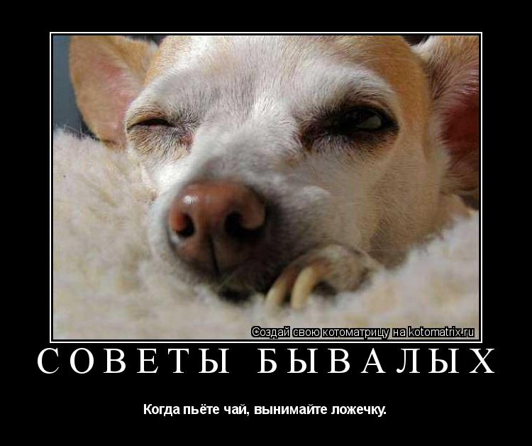 СОВЕТЫ БЫВАЛЫХ Когда пьёте чай, вынимайте ложечку.... Котоматрица: СОВЕТЫ БЫВАЛЫХ Когда пьёте чай, вынимайте ложечку.