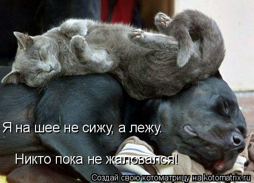 Котоматрица: Я на шее не сижу, а лежу. Никто пока не жаловался!