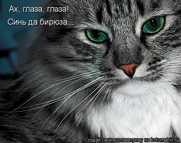 Котоматрица: Синь да бирюза... Ах, глаза, глаза!