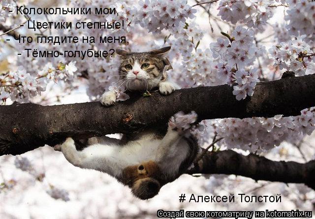 Котоматрица: - Колокольчики мои, - Цветики степные! - Что глядите на меня, - Тёмно-голубые? # Алексей Толстой