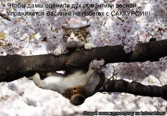 - Чтобы дамы оценили дух романтики весной... - Упражняется Василий на побегах с САККУРОЙ!!!... Котоматрица: - Чтобы дамы оценили дух романтики весной... - Упражняется Василий на побегах с САККУРОЙ!!!