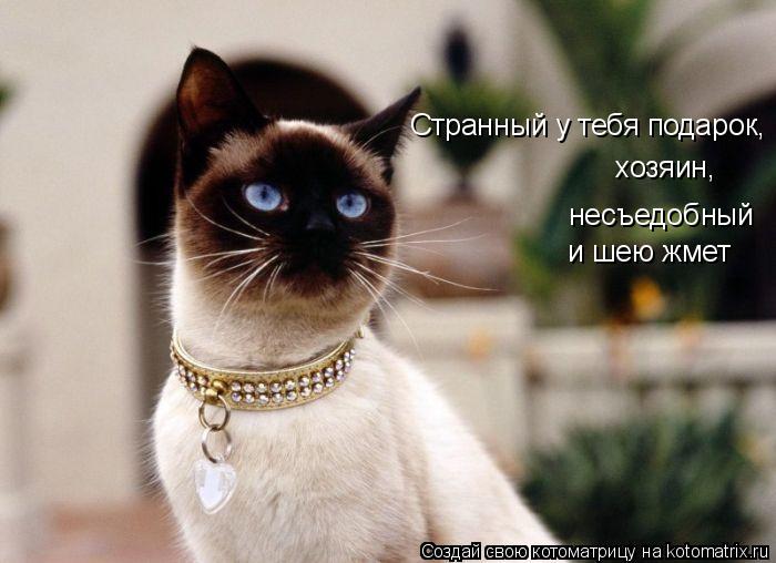 несъедобный и шею жмет Странный у тебя подарок, хозяин,... Котоматрица: несъедобный и шею жмет Странный у тебя подарок, хозяин,