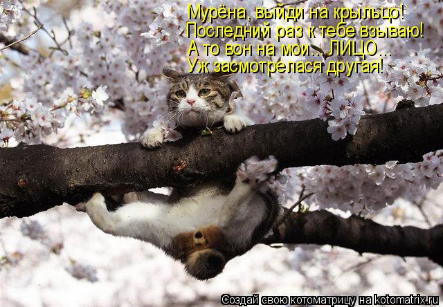 Мурёна, выйди на крыльцо! Последний раз к тебе взываю! А то вон на мои... ЛИЦО... Уж засмотрелася дру... Котоматрица: Мурёна, выйди на крыльцо! Последний раз к тебе взываю! А то вон на мои... ЛИЦО... Уж засмотрелася другая!