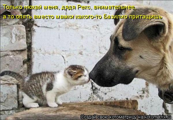 Только нюхай меня, дядя Рекс, внимательнее, а то опять вместо мамки какого-то Базилио притащишь... Котоматрица: Только нюхай меня, дядя Рекс, внимательнее, а то опять вместо мамки какого-то Базилио притащишь