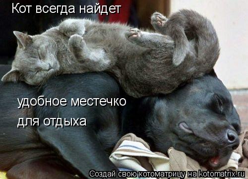 Котоматрица: Кот всегда найдет для отдыха удобное местечко