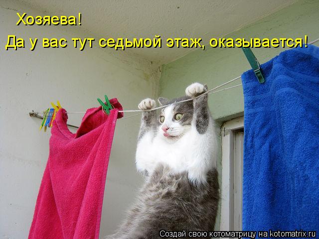 Хозяева! Да у вас тут седьмой этаж, оказывается!... Котоматрица: Хозяева! Да у вас тут седьмой этаж, оказывается!