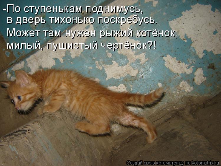 -По ступенькам поднимусь, в дверь тихонько поскребусь. Может там нужен рыжий котёнок, милый, пушистый... Котоматрица: -По ступенькам поднимусь, в дверь тихонько поскребусь. Может там нужен рыжий котёнок, милый, пушистый чертёнок?!